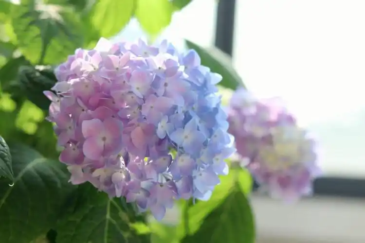 粉蓝色的渐变,还有几棵是紫色的#绣球  #阳台花园  #无尽夏