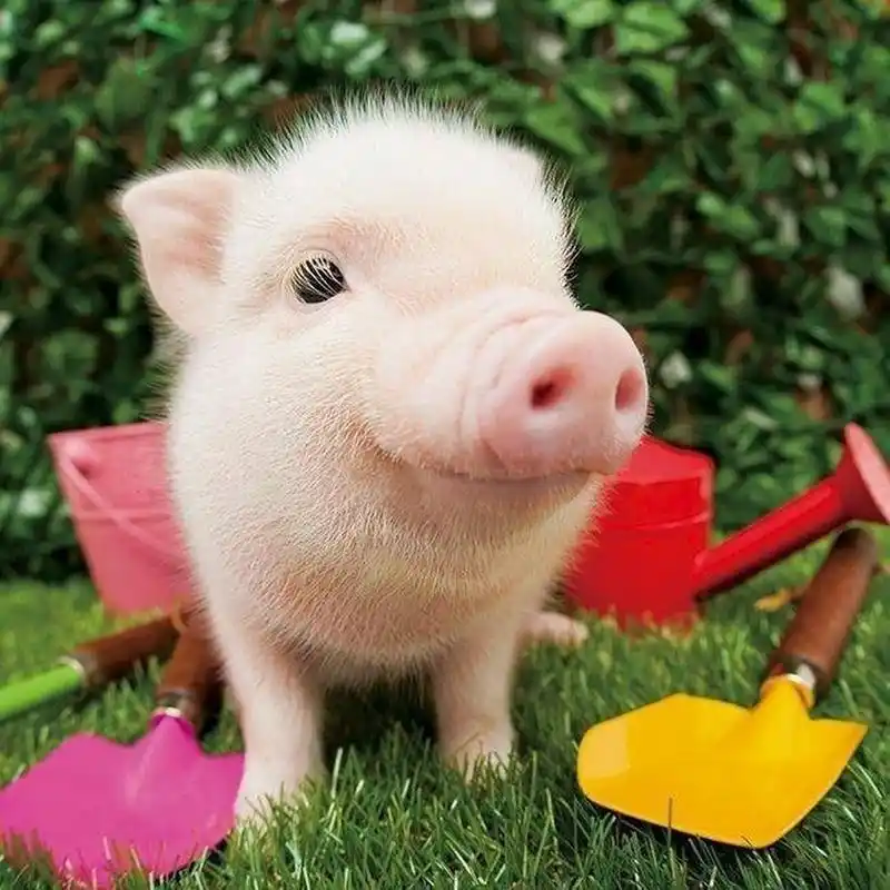 猪年到了,祝大家"猪"事顺利. 一组非常阔耐的猪猪图,分享给大家,看看