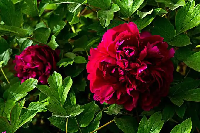 红牡丹图片_全景网