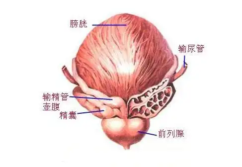 男性生殖系统解剖学人体解剖图