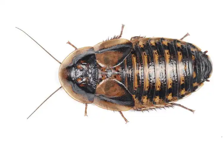 所幸,杜比亚蟑螂的生命力,无愧于蟑螂的名头,还是比较强的.