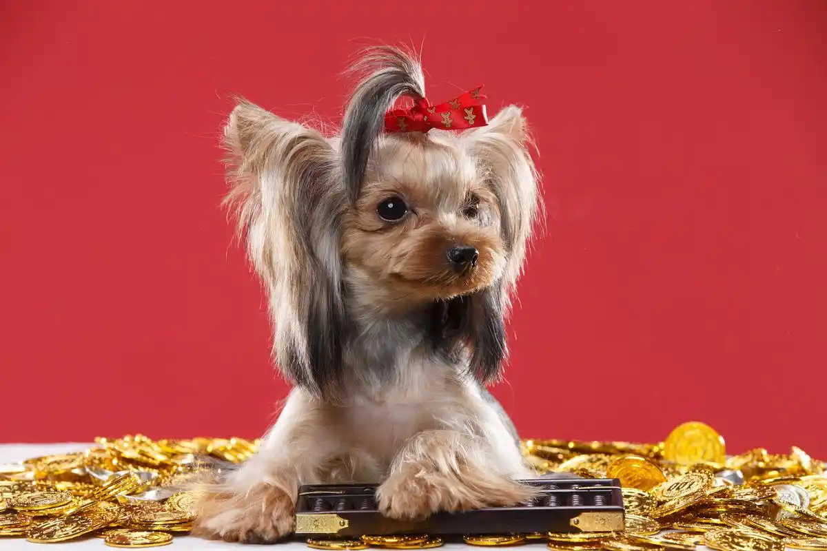 一般来说,约克夏的毛色会在狗狗的早期出生阶段逐渐显现,并在几个月内