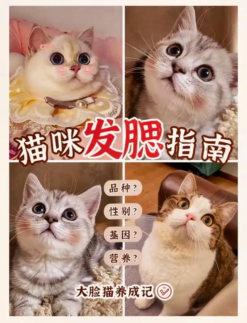 新手不知道猫咪怎么才能发腮的点赞收藏吧