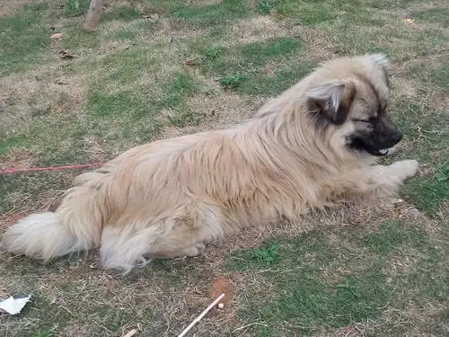 请各位帮忙看看这是只什么杂交狗?