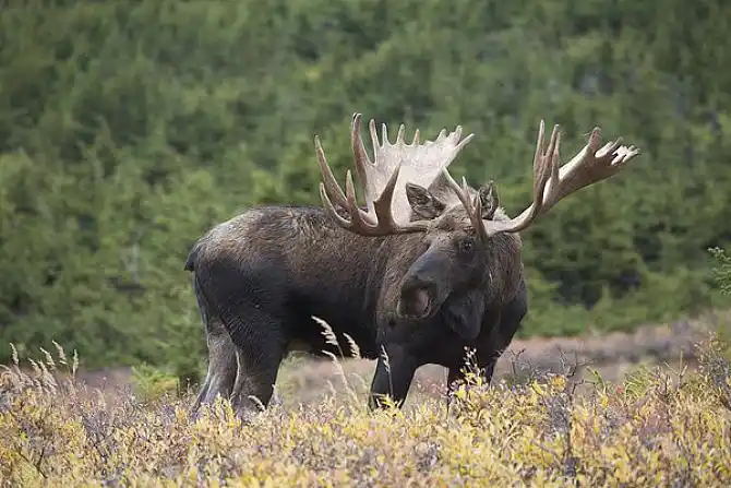 驼鹿图片_图片大全