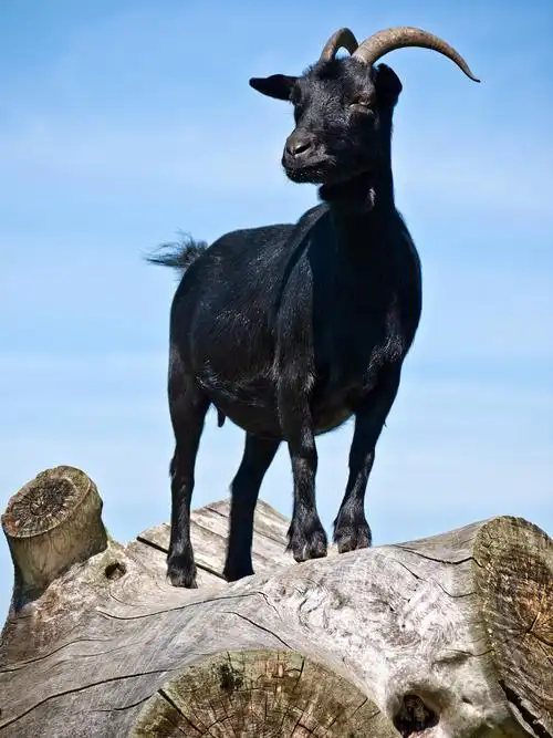 一只黑色的羊山羊树