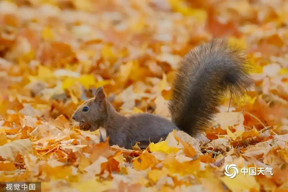 可甜可萌!当小动物与秋天相遇可爱十足