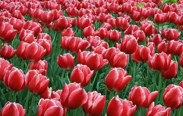 世界上最好看的几种花,你都知道哪些?