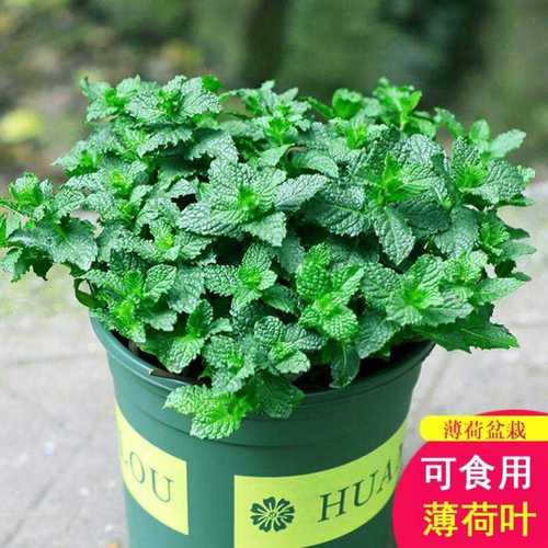 可以吃的盆栽去蚊子的植物防蚊花草薄荷树适合客厅摆放的绿植驱蚊