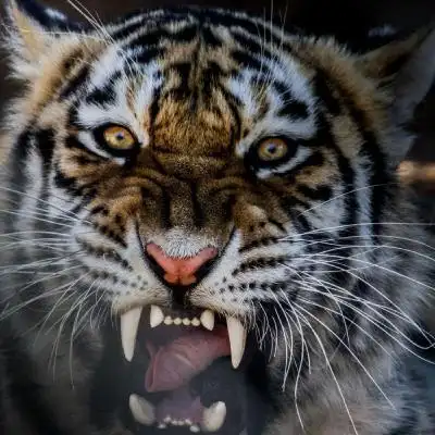 很酷很霸气的动物头像 霸气冷酷动物头像