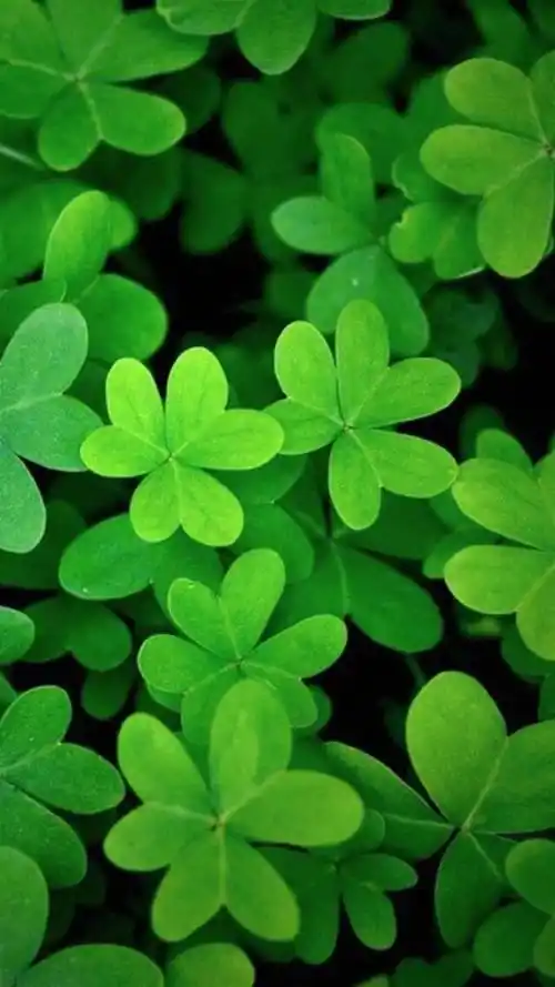 护眼绿色四叶草,高清图片,手机锁屏桌面-壁纸族