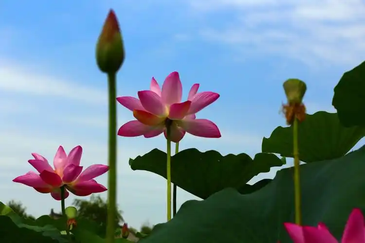 绣江荷花别样红