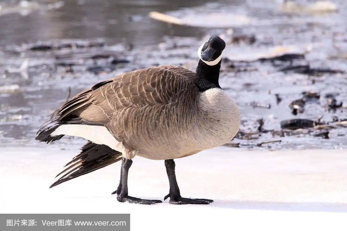 加拿大黑雁,自然,野生动物,鹅肉,图像
