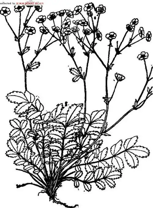 菊叶委陵菜potentillatanacetifoliawilldexschlecht