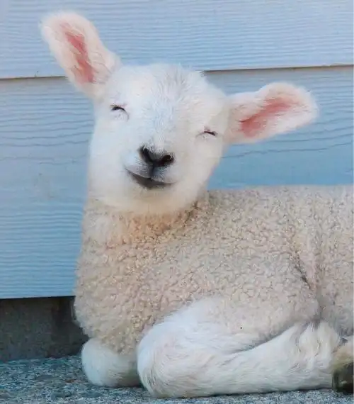 爱笑的眼睛の宠物治愈系笑容