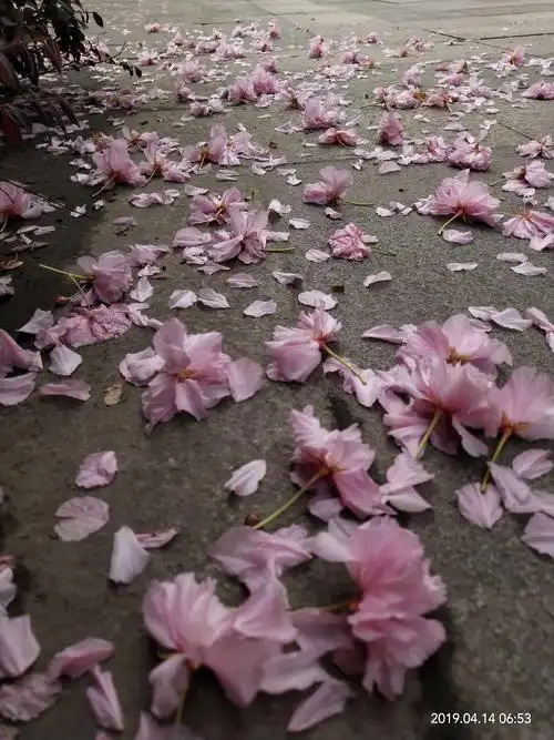 落花——(三)化作红雨