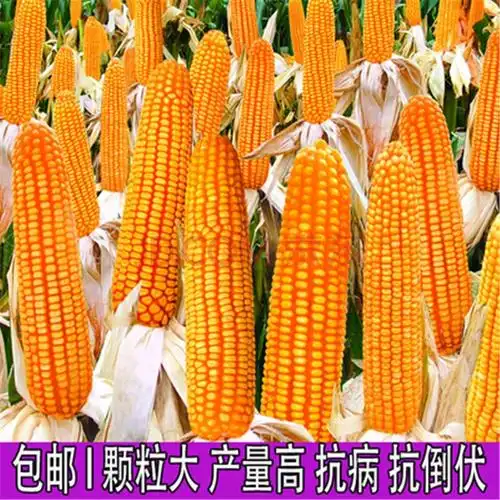 超级高产杂交玉米种子大田耐旱饲料包谷种孑矮大棒玉米种籽大全 秋乐