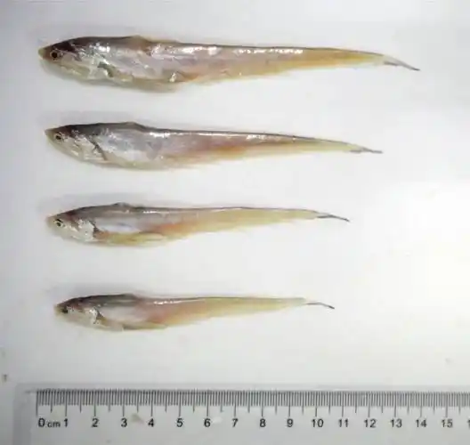 水野中心监测照片刀鱼(学名刀鲚),主要生活在长江近海的深水地区,每年