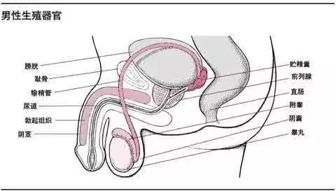 睾丸下垂胀痛,影响男性功能吗?_蛋蛋
