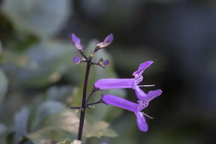 莫娜紫香茶菜vv首发