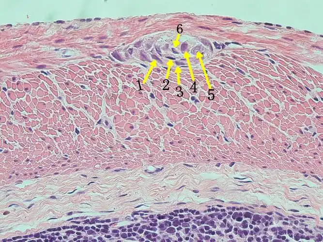 he染色能区分神经元与神经胶质细胞吗?
