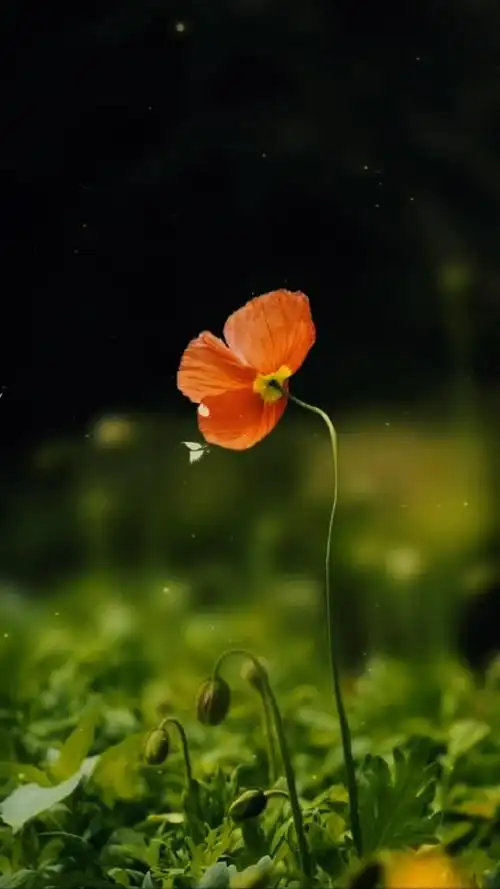 最治愈人心的,大概便是这世间的风景了吧……治愈系 风景 动态壁纸