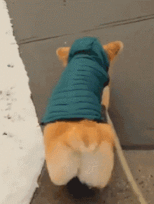 当柯基遇到法斗简直是屁王与屁王的巅峰对决