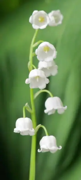 白色铃兰花护眼手机壁纸