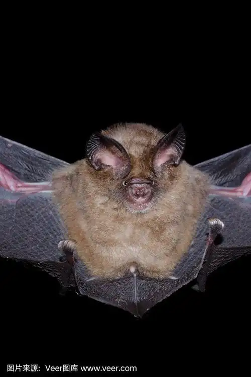 蝙蝠是哺乳动物,被称为"吸血鬼"