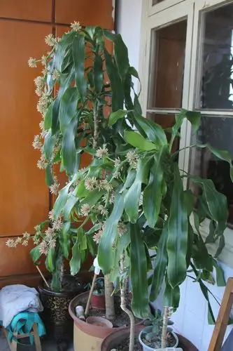 写美篇今年前几天,三秦视觉媒体来家中专门为巴西木开花录制视频