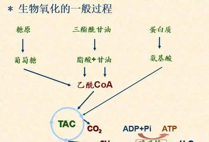 人类的有氧呼吸是细菌整合自己的dna到线粒体内部,所以线粒体内部有