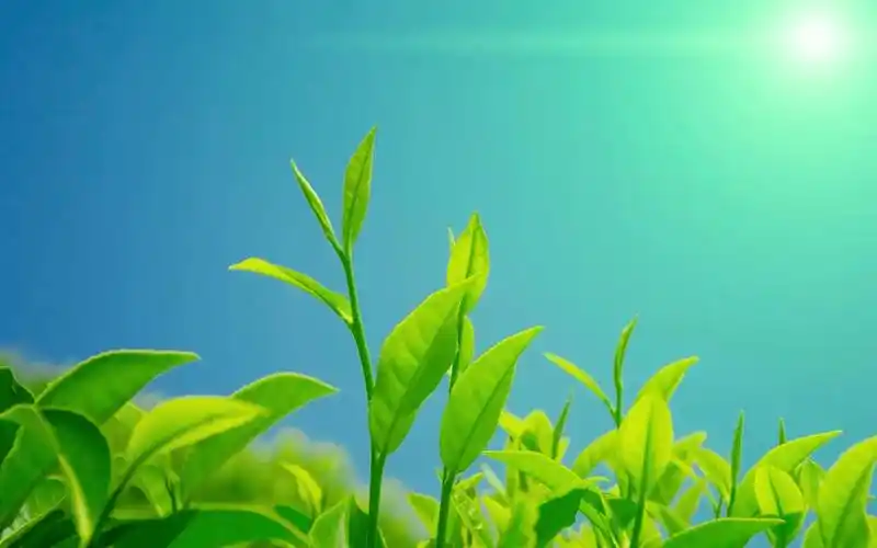 壁纸 花 桌面 1080_675