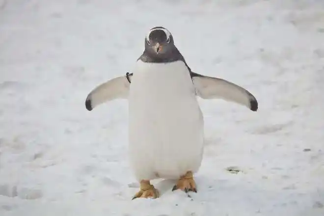 不会飞的鸟有很多,没有翅膀的鸟你见过吗?