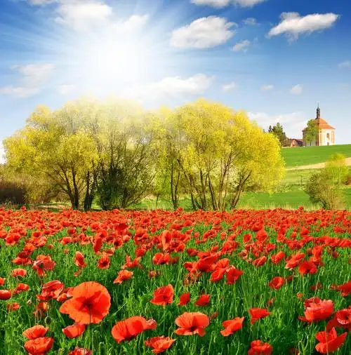 植物图片_植物图片大全_全景图片