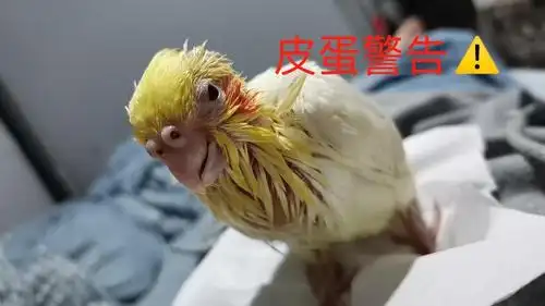 没满月的腮红鸡