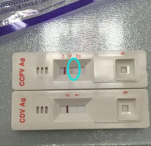 请问狗狗试纸这样对么?