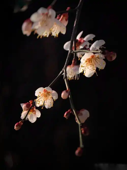 战疫情 寒梅独自开