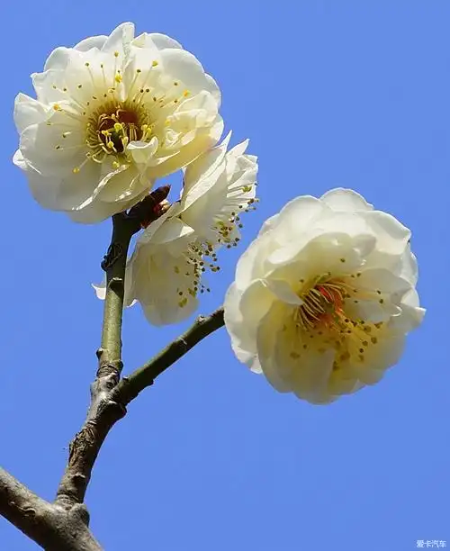 蓝色的天空作为背景,尽管单调,却也清爽.丝毫不会影响主题梅花.