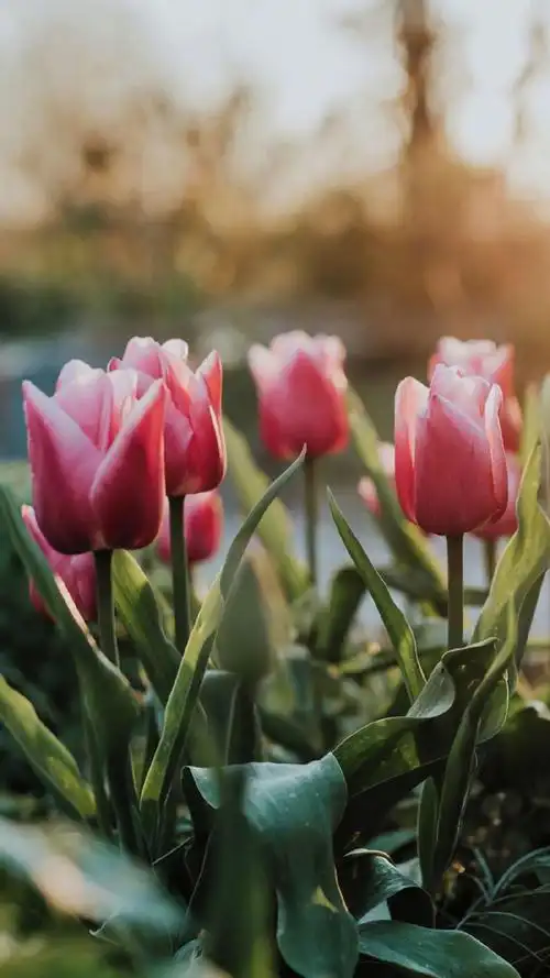 清新唯美植物花卉图片手机壁纸