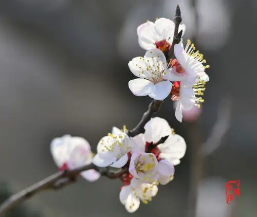 美丽盛开的杏花