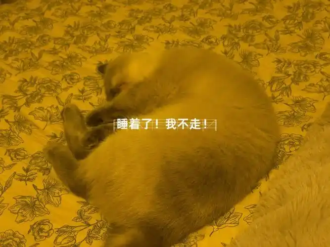 我就不走你能拿我咋滴