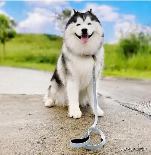 是心动的感觉!哈士奇maru拥有天使微笑,每天笑到炸毛简直太疗愈