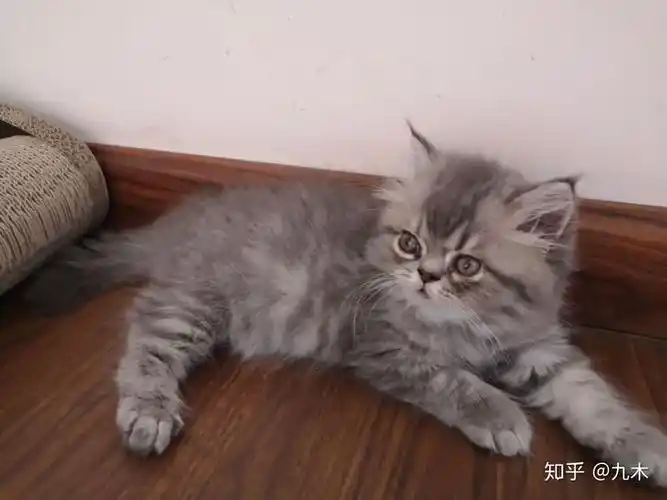 我家崽儿是加菲美短混的,返祖是长毛.