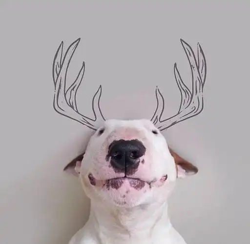 狗狗头像高清霸气(高级又沙雕的狗狗头像)