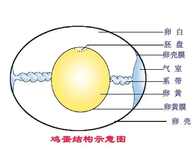 鸟的生殖和发育(实用版)