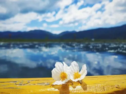 2020年4月12日 #这是给你的第七十一封# "你的春日好运正在派送,请