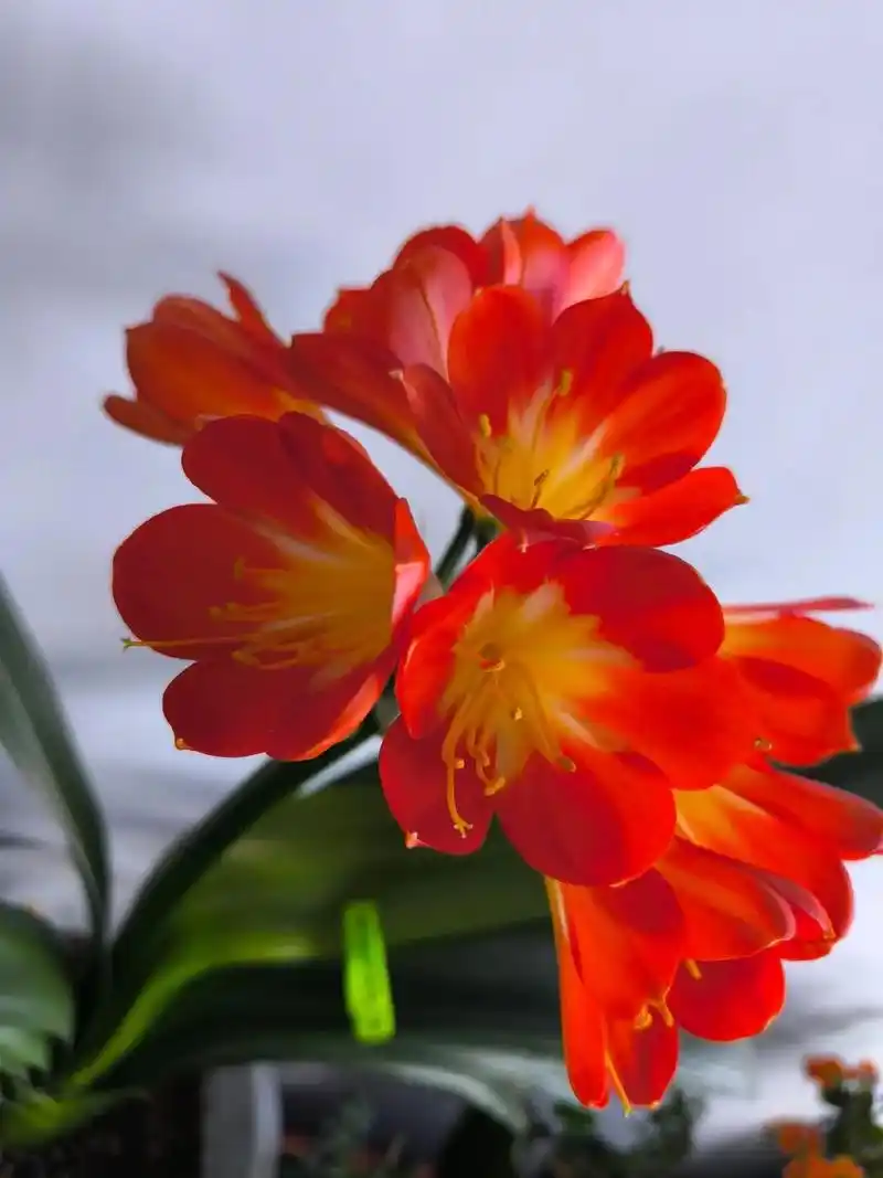 壁纸 花 桌面 1440_1920 竖版 竖屏 手机