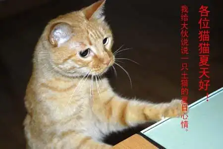 组图:猫咪金毛的夏日心情
