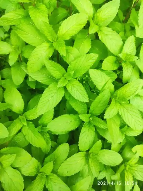 薄荷(141)