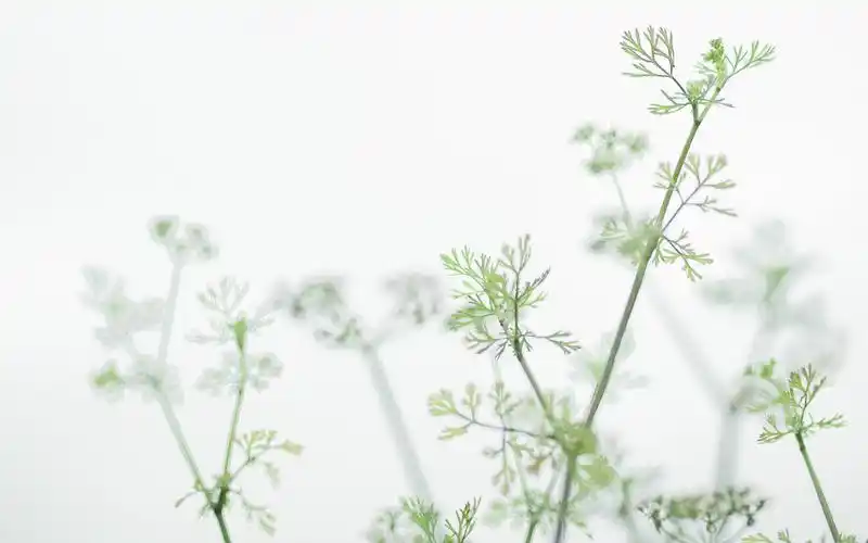 小清新治愈系静物高清唯美壁纸